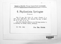 Ascochyta syringae image